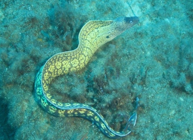  Rica fauna submarina 